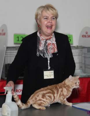 Выставка кошек 'Осенний Кэт-Салон' 30 ноября-1 декабря 2013., монопородные шоу 3005